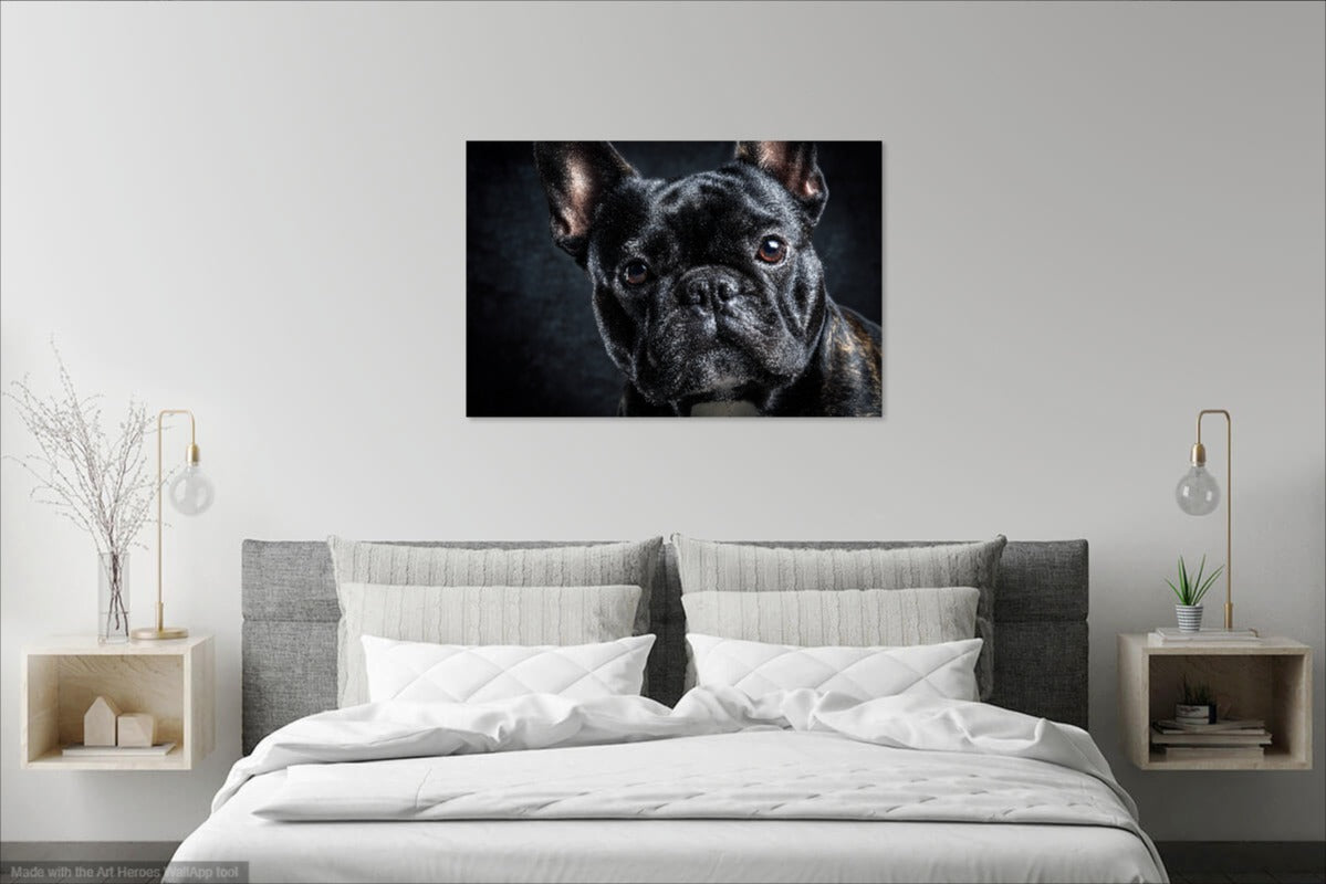 Czarny Buldog Francuski – Elegancki Obraz Na Ścianę