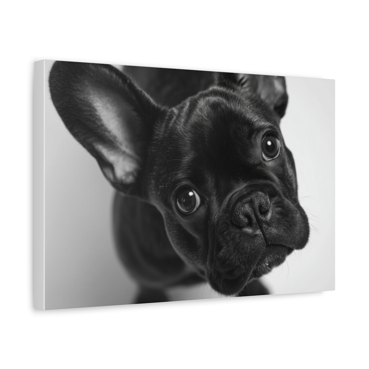 Buldog Francuski z Bliska - Foto Realistyczny Obraz na Ścianę