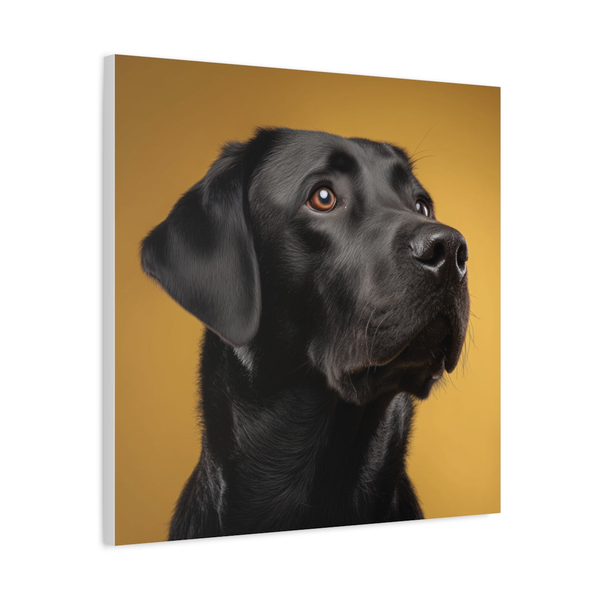 Czarny Labrador na Złotym Tle – Elegancki Portret Na Ścianę