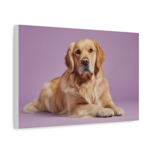 Golden Retriever Leżący na Fioletowym Tle – Elegancki Portret Psa do Dekoracji Wnętrz