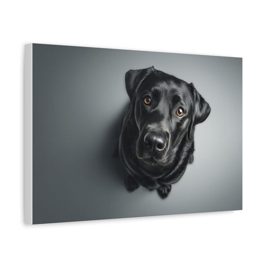 Labradora Spojrzenie z Góry – Realistyczny Obraz Do Nowoczesnych Wnętrz
