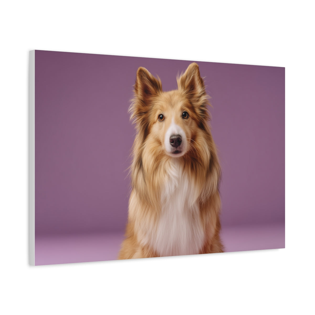 Owczarek Szetlandzki na Fioletowym Tle – Stylowy Obraz do Salonu