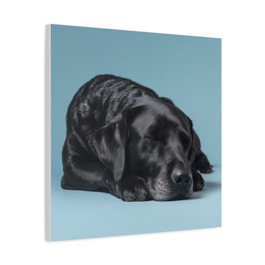 Śpiący Czarny Labrador na Błękitnym Tle – Obraz do Wnętrz