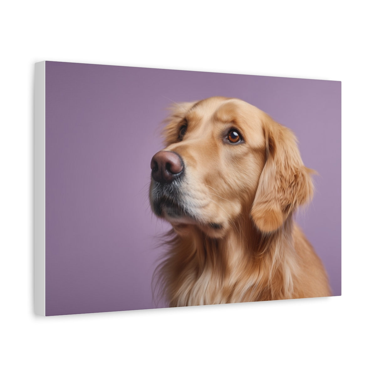 Golden Retriever na Fioletowym Tle – Elegancki Portret Psa do Dekoracji Ściennej