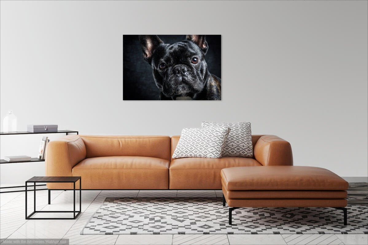 Czarny Buldog Francuski – Elegancki Obraz Na Ścianę