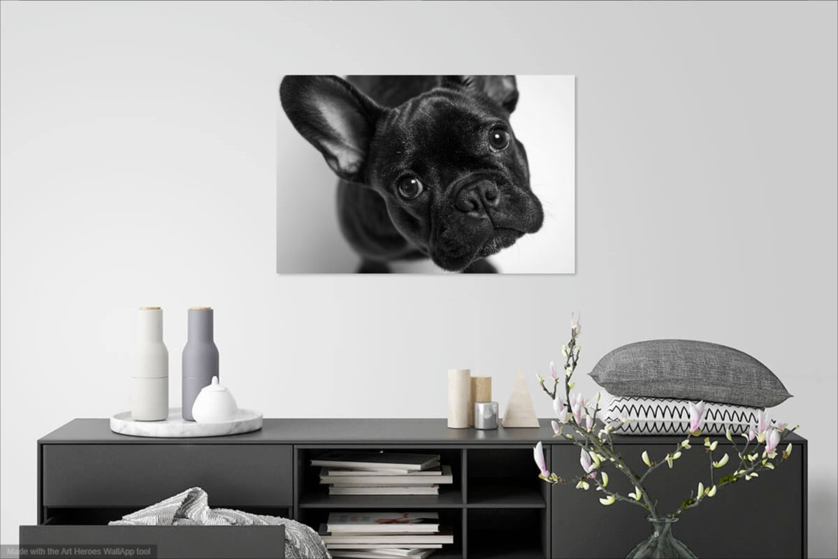 Buldog Francuski z Bliska - Foto Realistyczny Obraz na Ścianę