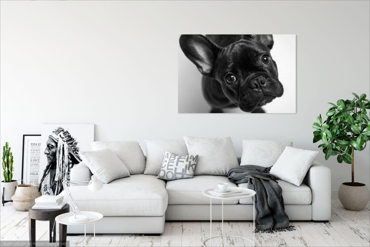 Buldog Francuski z Bliska - Foto Realistyczny Obraz na Ścianę