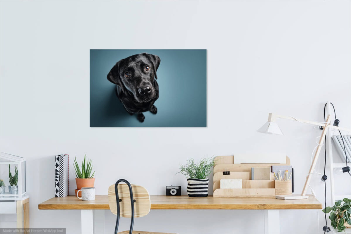 Fotorealistyczny Portret Czarnego Labradora – Wyjątkowa Dekoracja Ścienna