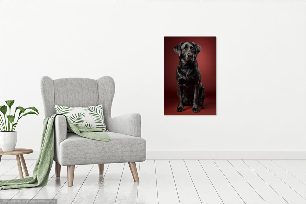 Czarny Labrador na Bordowym Tle – Elegancki Obraz do Salonu