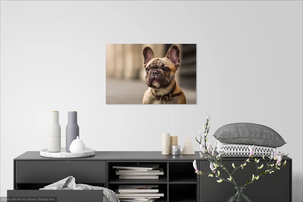 Klasyczny Portret Buldoga Francuskiego – Obraz do Wnętrz