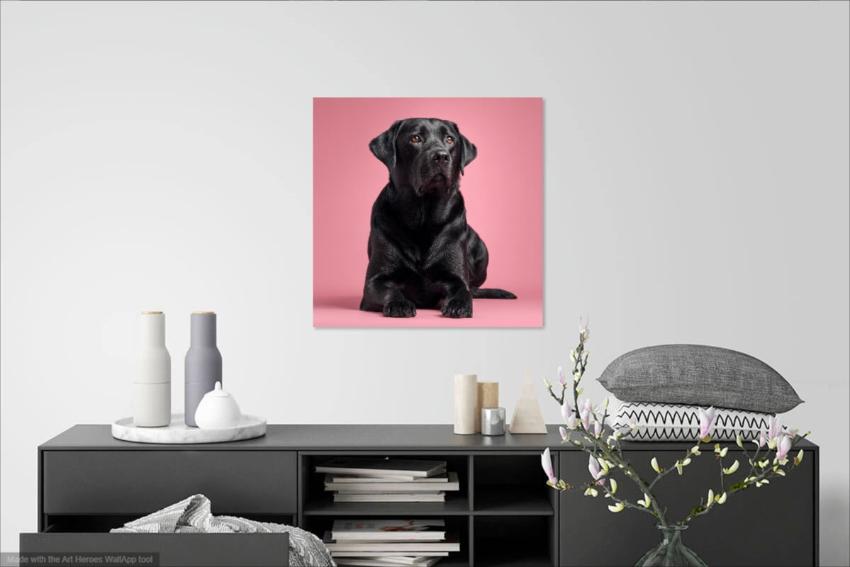 Czarny Labrador na Różowym Tle – Elegancki Obraz do Nowoczesnego Wnętrza