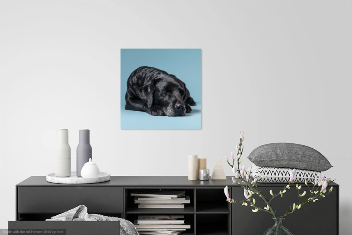 Śpiący Czarny Labrador na Błękitnym Tle – Obraz do Wnętrz