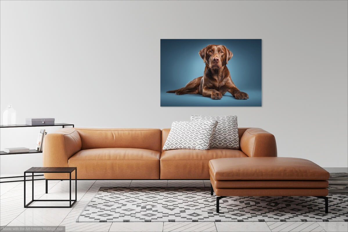 Czekoladowy Labrador na Błękitnym Tle – Dekoracja Ścienna z Psem