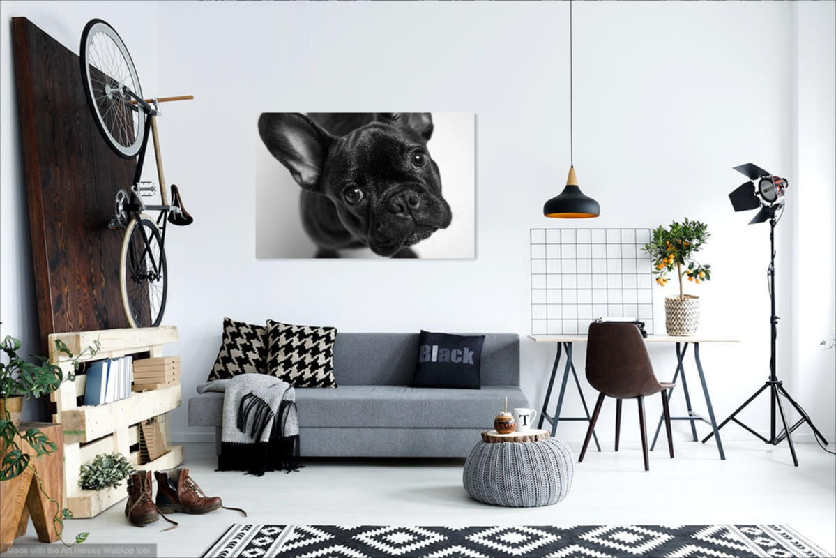 Buldog Francuski z Bliska - Foto Realistyczny Obraz na Ścianę