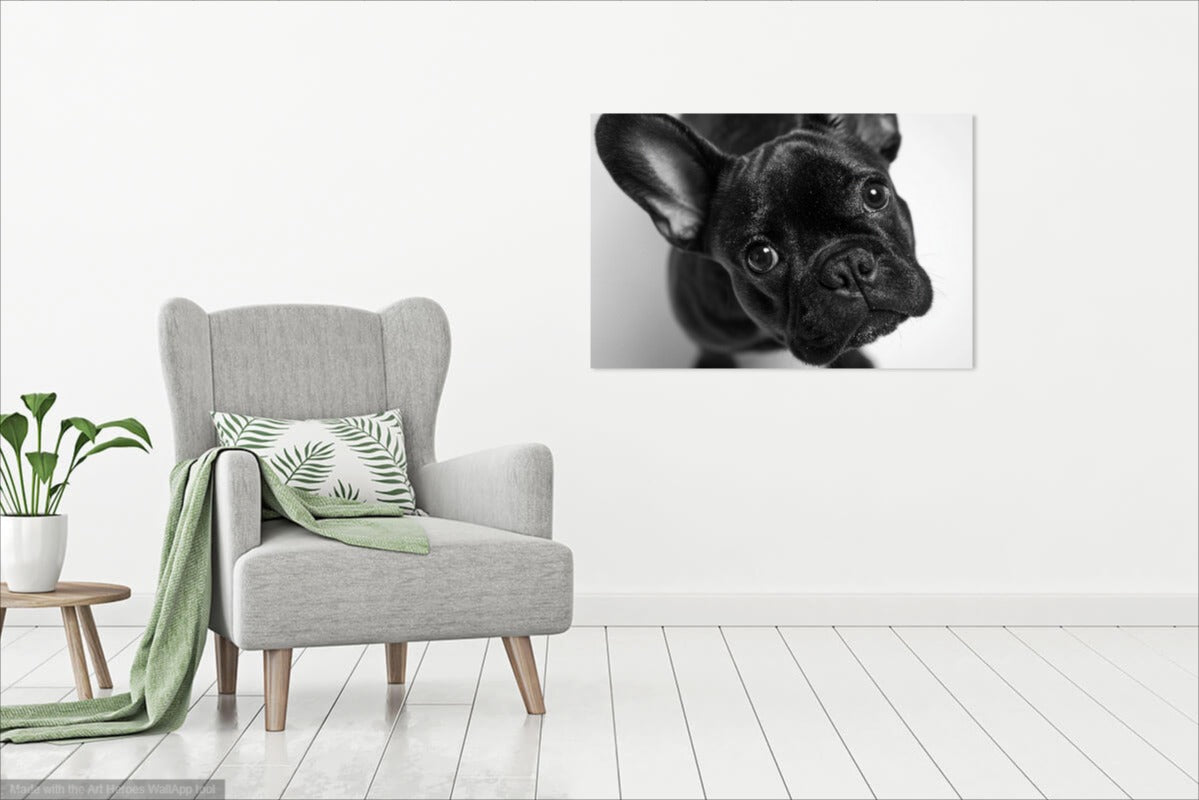 Buldog Francuski z Bliska - Foto Realistyczny Obraz na Ścianę