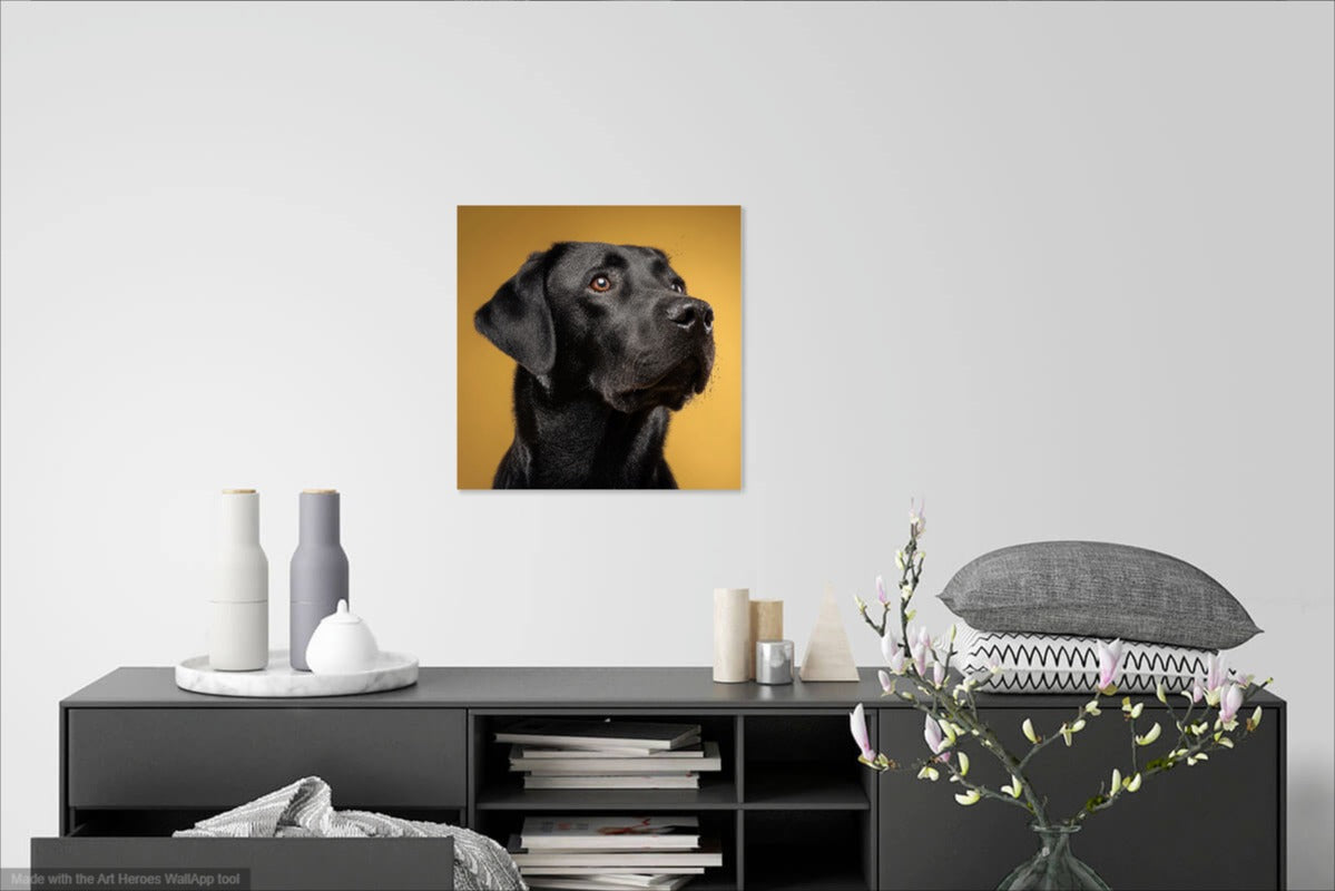 Czarny Labrador na Złotym Tle – Elegancki Portret Na Ścianę