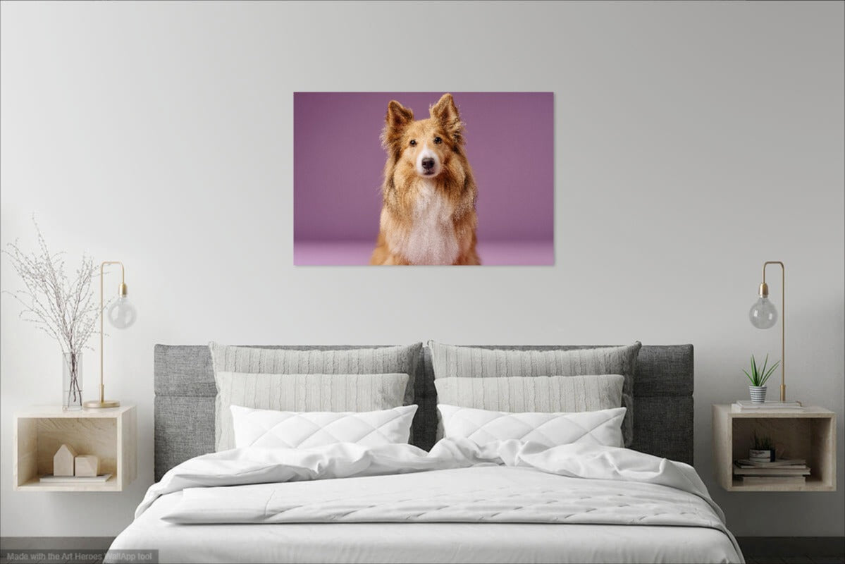 Owczarek Szetlandzki na Fioletowym Tle – Stylowy Obraz do Salonu
