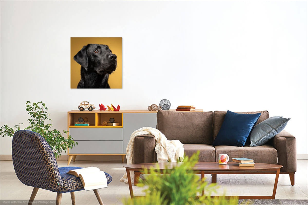 Czarny Labrador na Złotym Tle – Elegancki Portret Na Ścianę