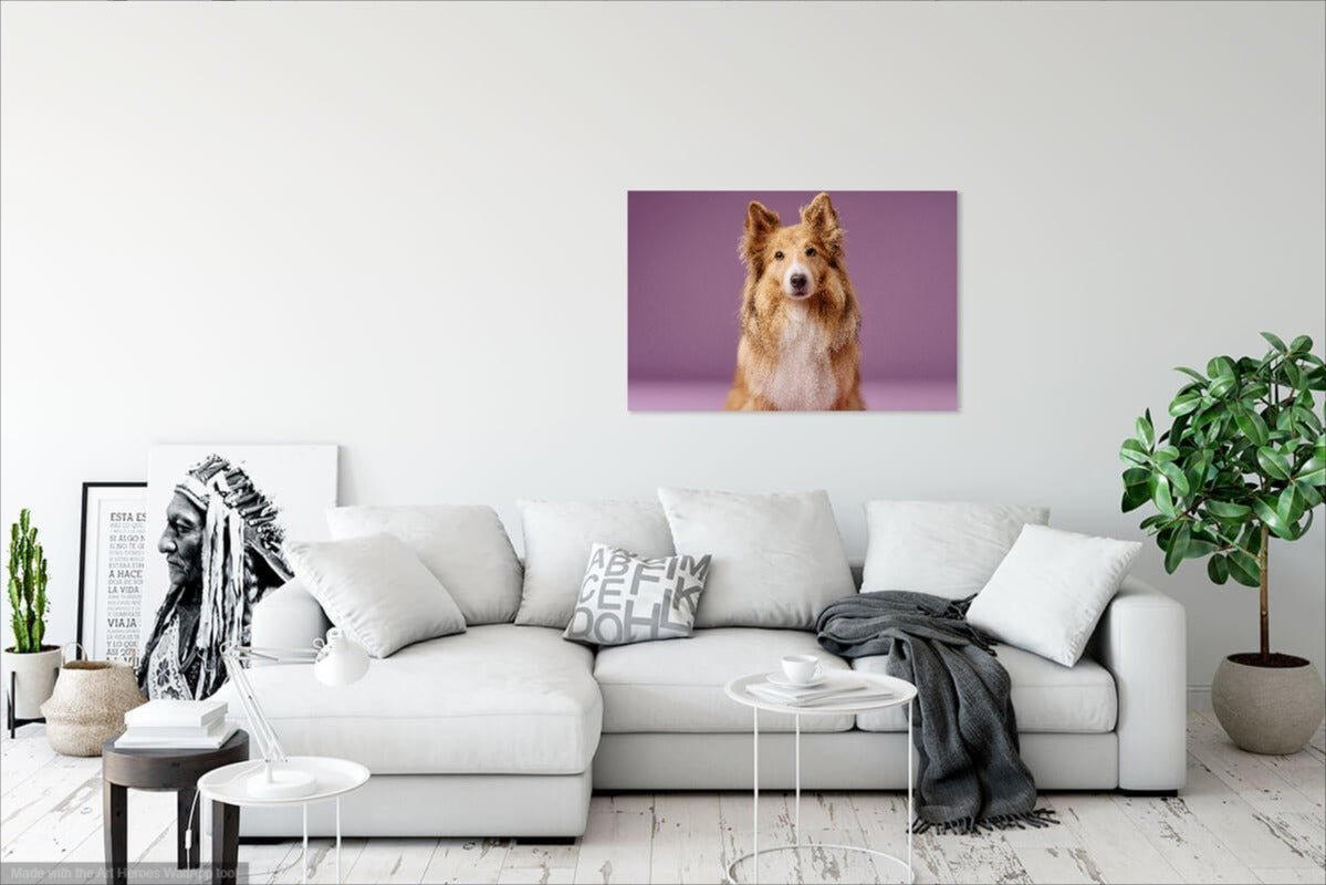 Owczarek Szetlandzki na Fioletowym Tle – Stylowy Obraz do Salonu