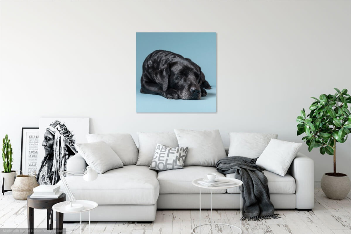 Śpiący Czarny Labrador na Błękitnym Tle – Obraz do Wnętrz