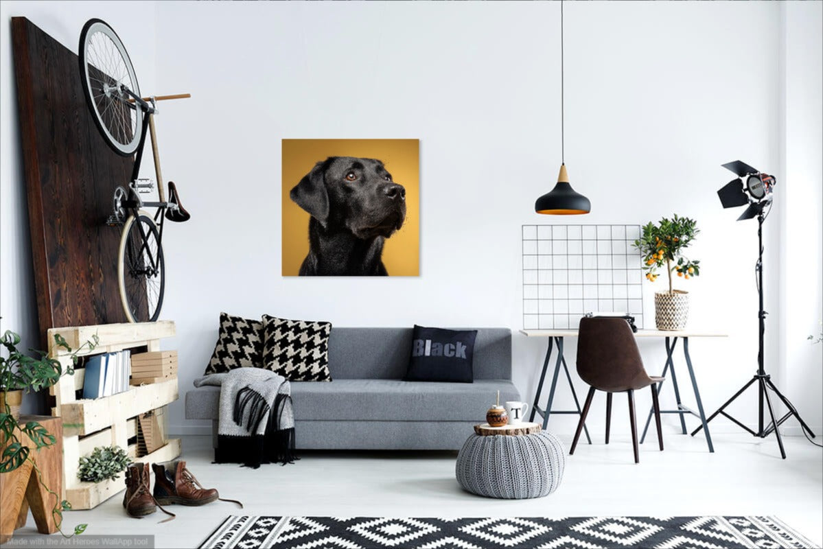 Czarny Labrador na Złotym Tle – Elegancki Portret Na Ścianę