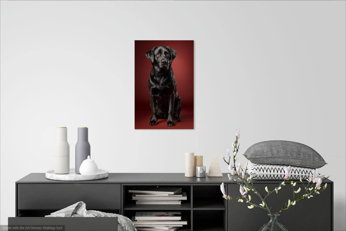 Czarny Labrador na Bordowym Tle – Elegancki Obraz do Salonu