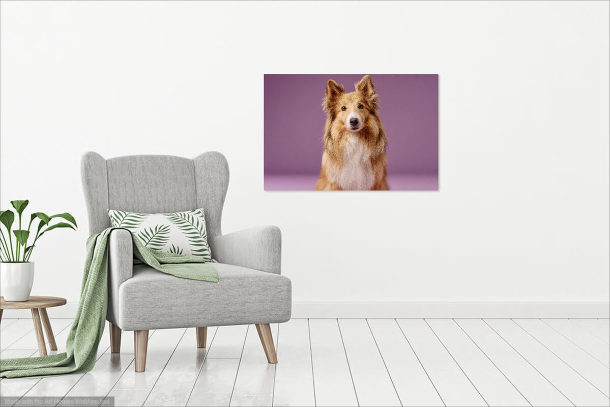 Owczarek Szetlandzki na Fioletowym Tle – Stylowy Obraz do Salonu